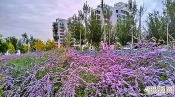 丁香九月：秋季来临，校园内外的美丽景色与学生活动交相辉映，展现青春活力与希望