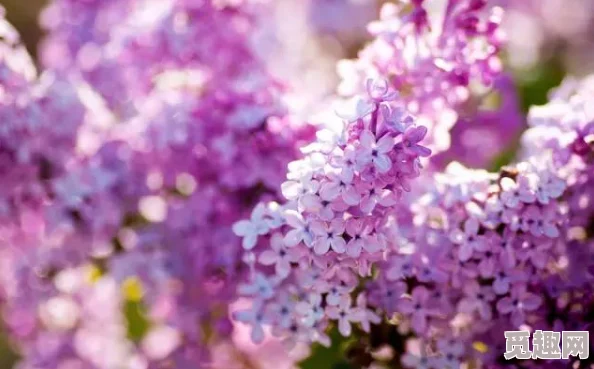 丁香九月：秋季来临，校园内外的美丽景色与学生活动交相辉映，展现青春活力与希望