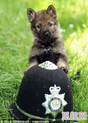 被主人炒坏的小狗小说：一只流浪犬的成长与救赎之旅，揭示人性与爱的深刻联系