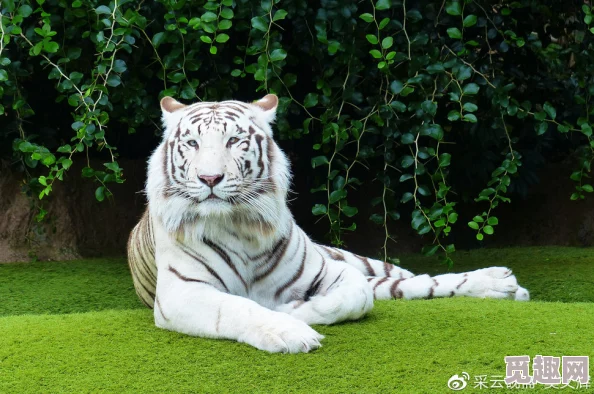 白虎美穴:某地惊现美丽的白虎,目击者称其眼神迷人,瞬间引发全城热议与关注! 白虎美穴:某地惊现美丽的白虎,目击者称其眼神迷人,瞬间引发全城热议与关注!