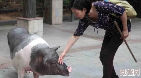 女人和公豬交内谢!某女星被曝与猪发生不正当关系,细节曝光引发网友热议闹哄哄 女人和公豬交内谢!某女星被曝与猪发生不正当关系,细节曝光引发网友热议闹哄哄