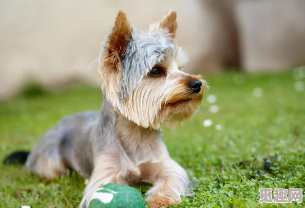 网调小狗的方法：教你如何快速训练爱犬，提升沟通技巧与行为管理的终极指南！